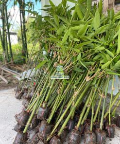 Cây giống tre điền trúc