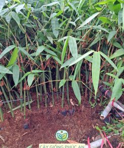 Vườn ươm tre mạnh tông ở Bến Tre