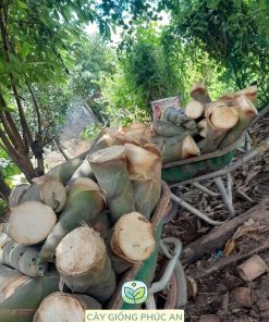 Thu hoạch măng tre mạnh tông