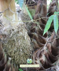 Tre mạnh tông 2-3 năm bắt đầu cho thu hoạch măng