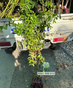 Cây giống sơ ri cây giống Phúc an