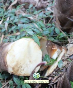 Măng tre mạnh tông