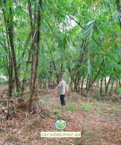 Vườn tre mạnh tông