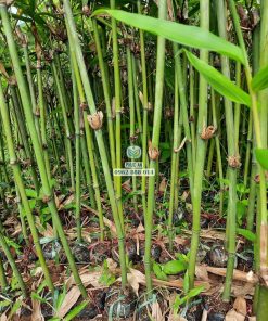 Cây tre điền trúc