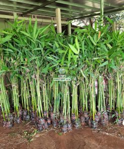Cây giống tre điền trúc giao cho khách hàng