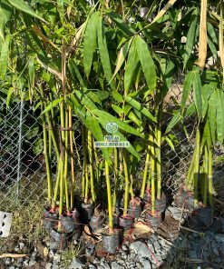 Cây giống tre điền trúc tại Phúc An