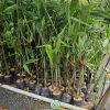 Cây giống tre mạnh tông Phúc An Bến Tre cung cấp
