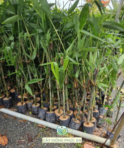 Cây giống tre mạnh tông Phúc An Bến Tre cung cấp