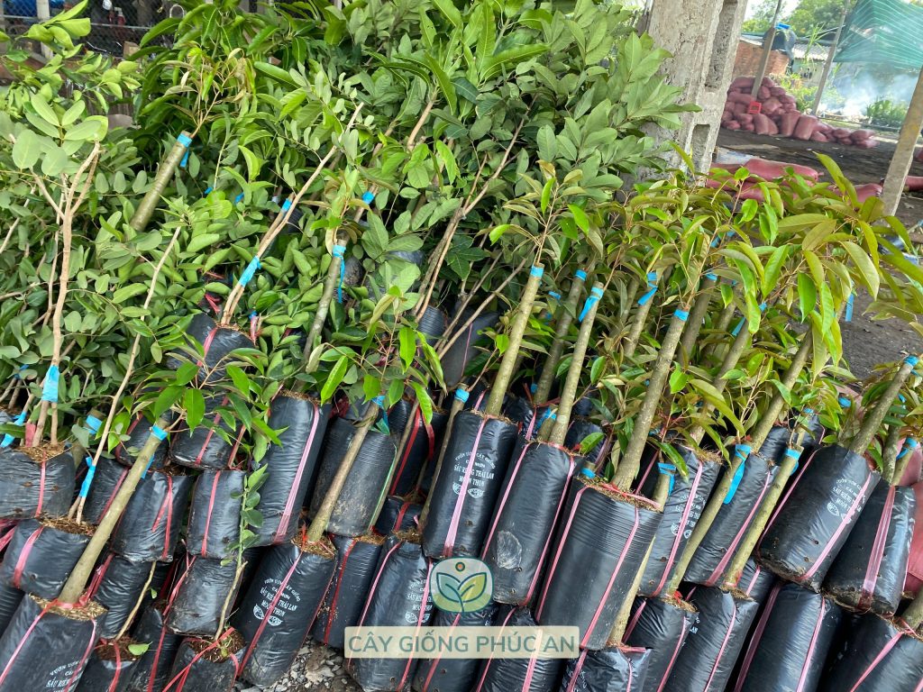 Đa dạng giống cây, đảm bảo đúng giống bởi nhà vườn Phúc An