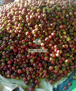 Thu hoạch măng cụt ở vườn