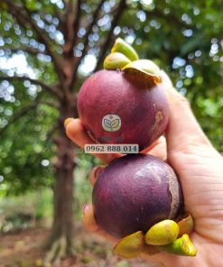 Cây măng cụt lâu năm