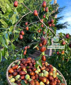 Giống táo tàu cho năng suất rất cao khi được chăm sóc tốt