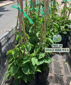 Cây giống hoa thiên lý Phúc An cung cấp