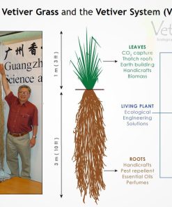 Cỏ vetiver với bộ rễ siêu dài