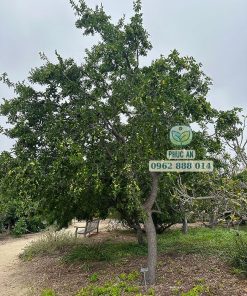 Táo tàu càng lớn tán càng rộng, vì vậy không được trồng quá gần