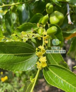 Lá, hoa và trái táo tàu đang đậu