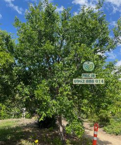 Cây táo tàu phát triển tốt khi được chăm sóc kỹ lưỡng