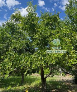 Cây táo tàu lâu năm