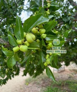 Giai đoạn đậu trái non