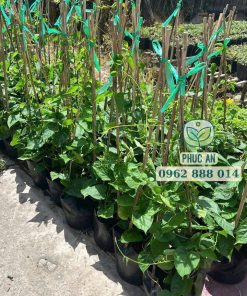 Cây giống hoa thiên lý Phúc An cung cấp