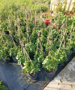 Phúc An giao hàng cây giống hoa thiên lý cho khách