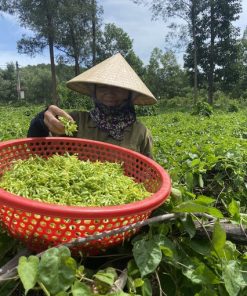 Thu hoạch hoa thiên lý