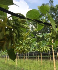 Hoa thiên lý được trồng trên giàn, cho hoa theo chùm