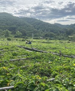 Giàn trồng hoa thiên lý tiêu biểu