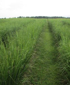 Trồng cỏ vetiver để khai thác diện tích lớn