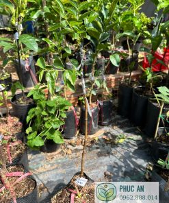 Cây giống táo tàu Phúc An cung cấp