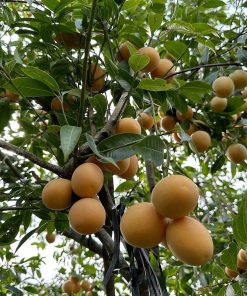 Thanh trà ngọt cho trái to và ngon khi được chăm sóc đúng cách