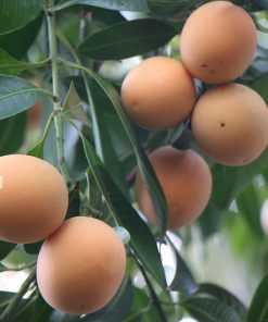 Thanh trà ngọt có trái sau 2 năm trồng từ cây ghép/chiết