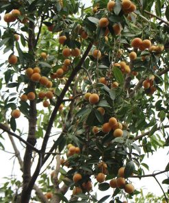 Giống thanh trà ngọt có năng suất cao và tăng dần theo từng năm