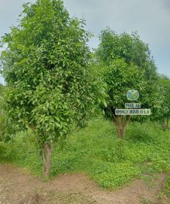 Cây thanh trà ngọt trưởng thành