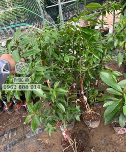 Cây giống thanh trà ngọt (cây ghép cành) tại Phúc An