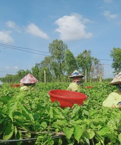 Hoa thiên lý mang lại nguồn thu nhập tốt cho người trồng