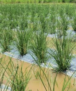 Mô hình trồng chuyên canh cỏ vetiver tại Việt Nam