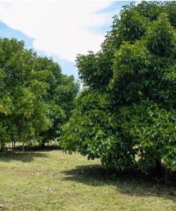 Vườn măng cụt xanh mướt