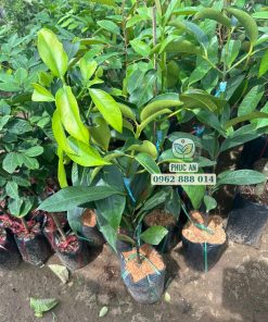 Cây giống măng cụt ta ghép