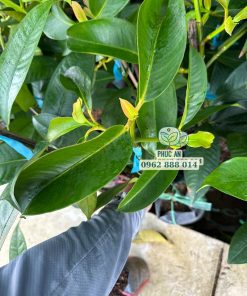 Cây giống măng cụt ghép được sản xuất bởi Phúc An