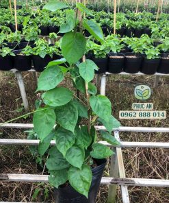 Quy cách cây giống hoa thiên lý tại Phúc An