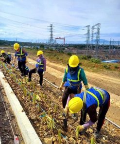 Trồng cỏ vetiver có rất nhiều lợi ích