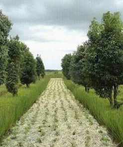 Trồng cỏ vetiver trong vườn cây ăn trái là điều tuyệt vời