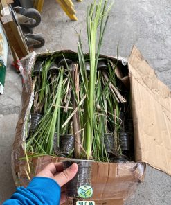 Cỏ vetiver Phúc An ươm trong bầu, rễ mạnh
