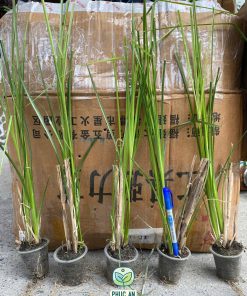 Chiều cao của cây cỏ vetiver tại Phúc An