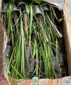 Cỏ vetiver đóng thùng gởi tới khách hàng đã đặt