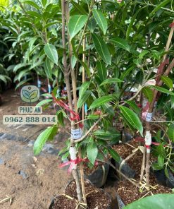 Cây giống thanh trà ngọt (cây ghép cành) tại Phúc An