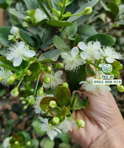 cây giống cherry brazil-cây giống phúc an