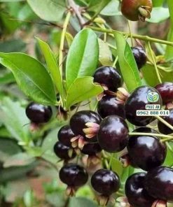 cây giống cherry brazil-cây giống phúc an