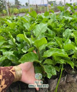 cây giống chanh dây ngọt-cây giống phúc an